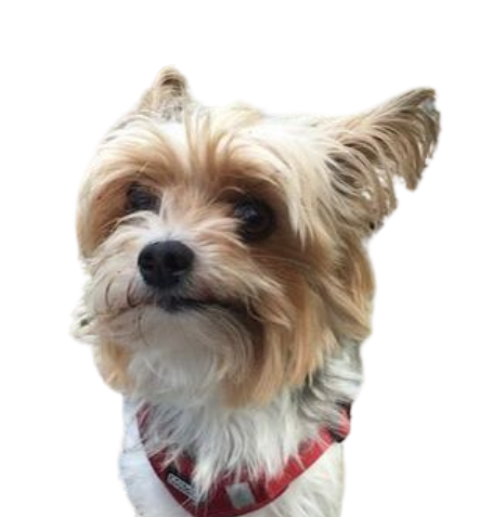 Tiergestützte Arbeit Aachen